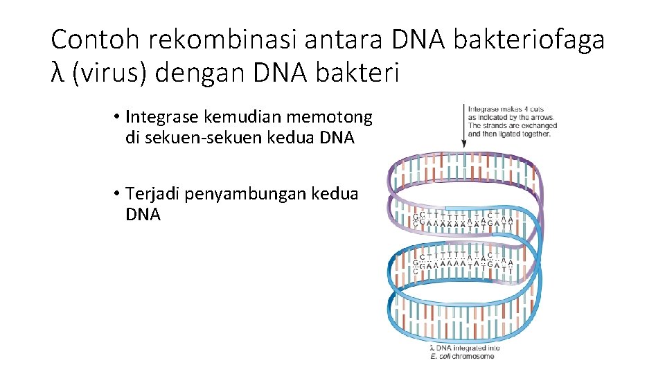 Contoh rekombinasi antara DNA bakteriofaga λ (virus) dengan DNA bakteri • Integrase kemudian memotong