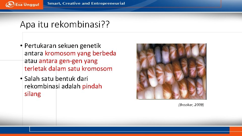 Apa itu rekombinasi? ? • Pertukaran sekuen genetik antara kromosom yang berbeda atau antara