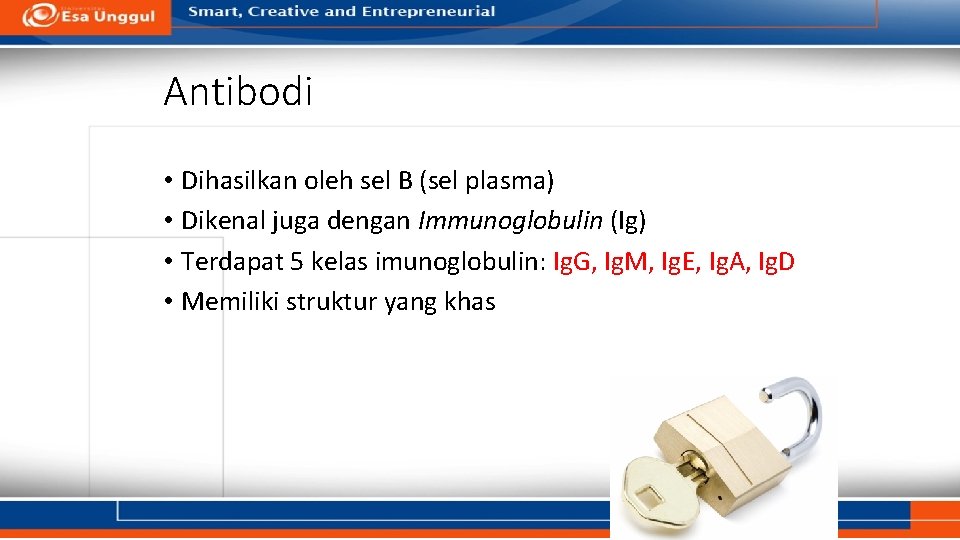 Antibodi • Dihasilkan oleh sel B (sel plasma) • Dikenal juga dengan Immunoglobulin (Ig)