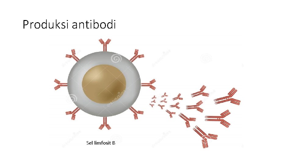 Produksi antibodi Sel limfosit B 