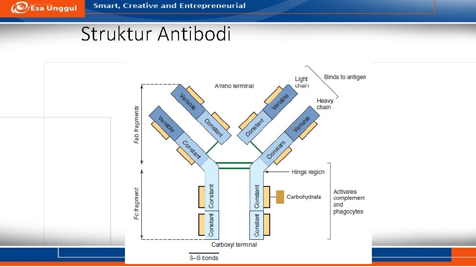 Struktur Antibodi 
