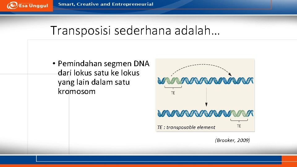 Transposisi sederhana adalah… • Pemindahan segmen DNA dari lokus satu ke lokus yang lain