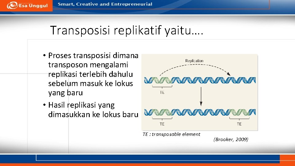 Transposisi replikatif yaitu…. • Proses transposisi dimana transposon mengalami replikasi terlebih dahulu sebelum masuk