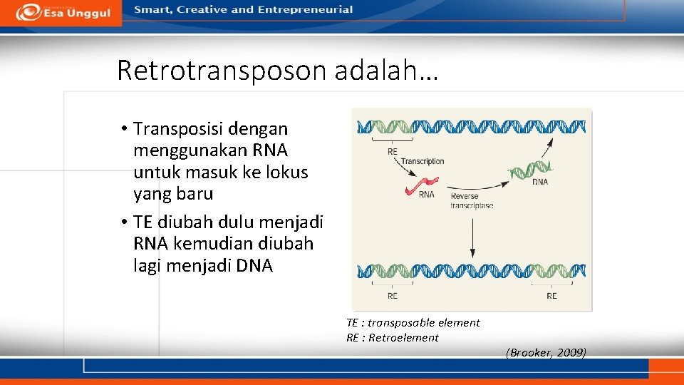 Retrotransposon adalah… • Transposisi dengan menggunakan RNA untuk masuk ke lokus yang baru •