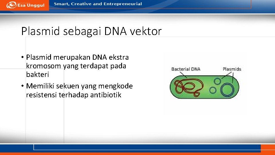 Plasmid sebagai DNA vektor • Plasmid merupakan DNA ekstra kromosom yang terdapat pada bakteri