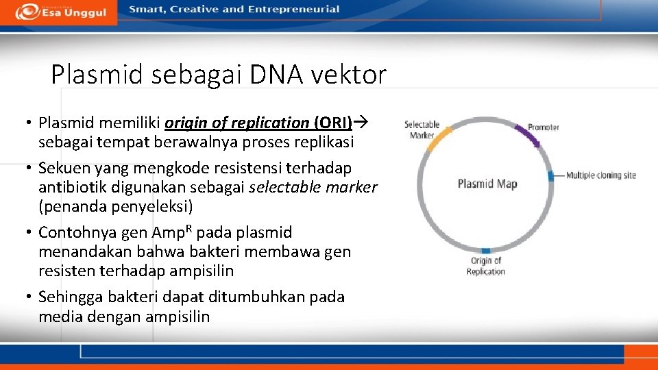 Plasmid sebagai DNA vektor • Plasmid memiliki origin of replication (ORI) sebagai tempat berawalnya