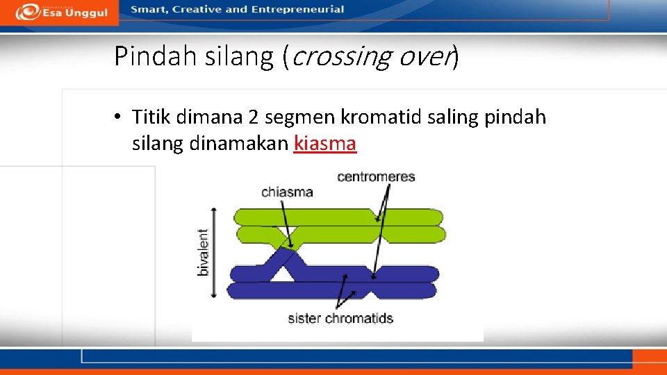 Pindah silang (crossing over) • Titik dimana 2 segmen kromatid saling pindah silang dinamakan