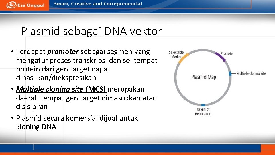 Plasmid sebagai DNA vektor • Terdapat promoter sebagai segmen yang mengatur proses transkripsi dan