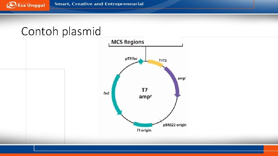 Contoh plasmid 