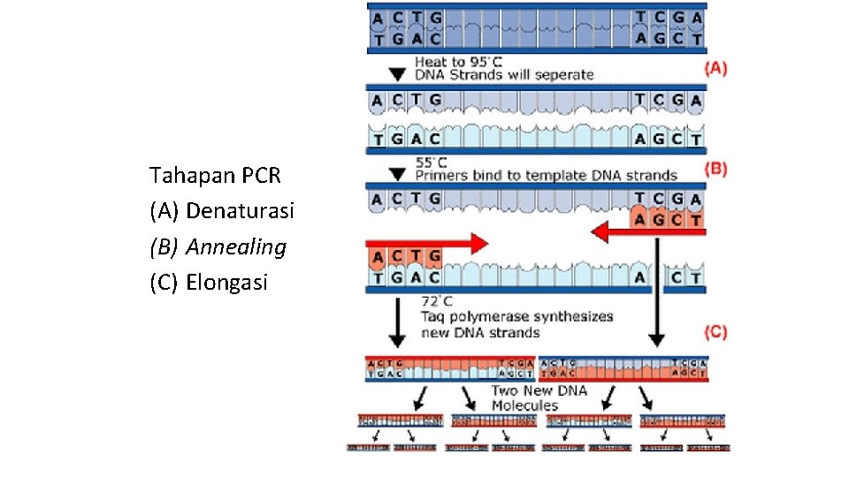 Tahapan PCR (A) Denaturasi (B) Annealing (C) Elongasi 