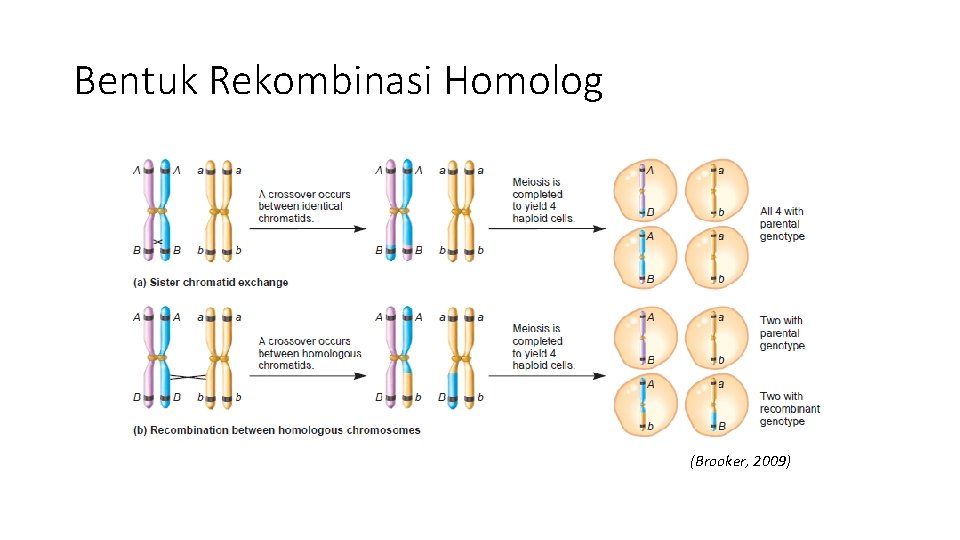 Bentuk Rekombinasi Homolog (Brooker, 2009) 