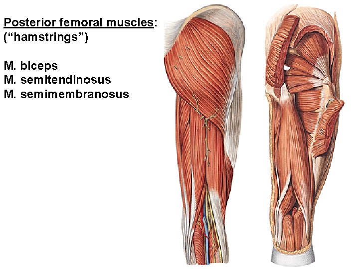 Posterior femoral muscles: (“hamstrings”) M. biceps M. semitendinosus M. semimembranosus 