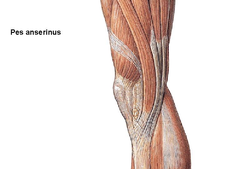 Pes anserinus 