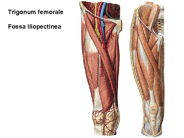 Trigonum femorale Fossa iliopectinea 