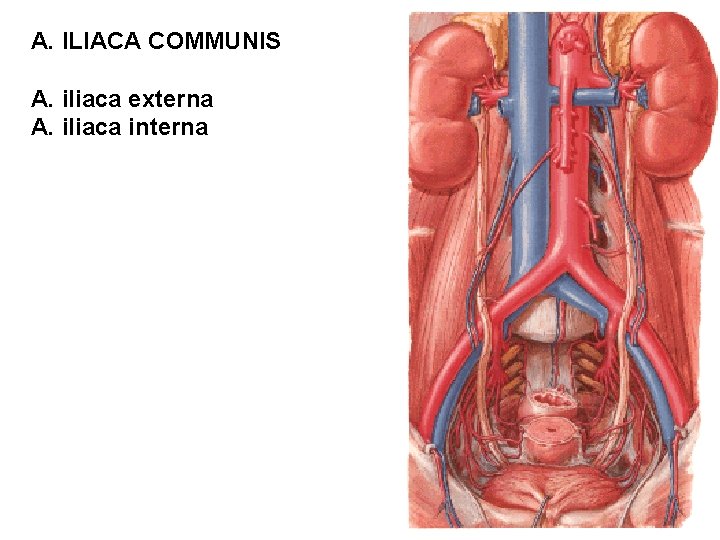 A. ILIACA COMMUNIS A. iliaca externa A. iliaca interna 