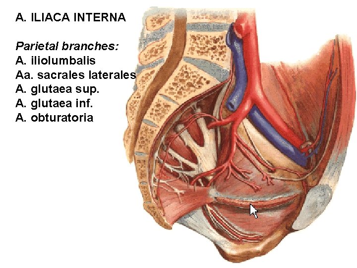 A. ILIACA INTERNA Parietal branches: A. iliolumbalis Aa. sacrales laterales A. glutaea sup. A.