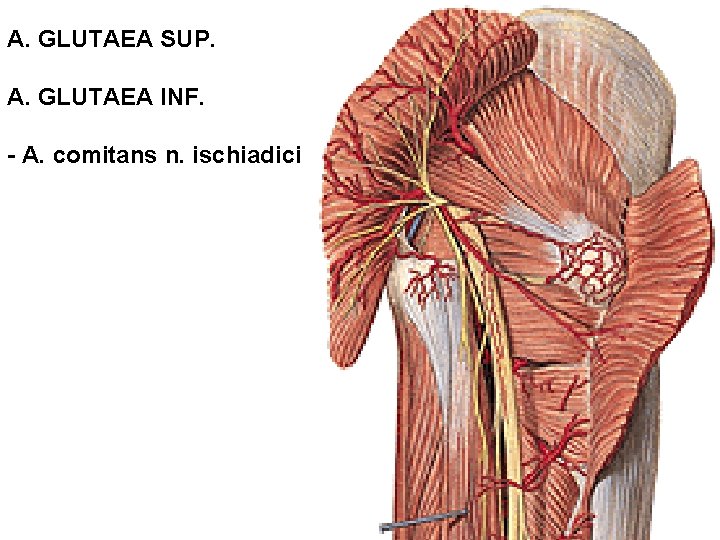 A. GLUTAEA SUP. A. GLUTAEA INF. - A. comitans n. ischiadici 