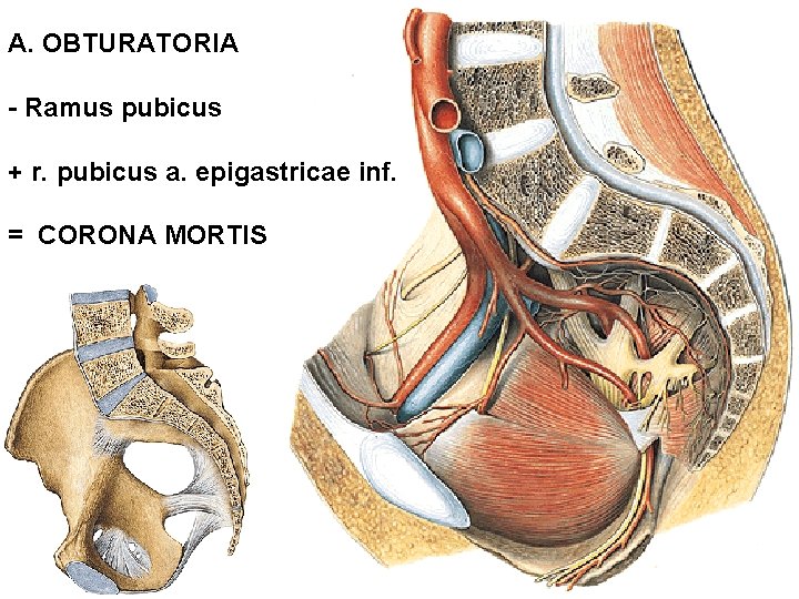 A. OBTURATORIA - Ramus pubicus + r. pubicus a. epigastricae inf. = CORONA MORTIS