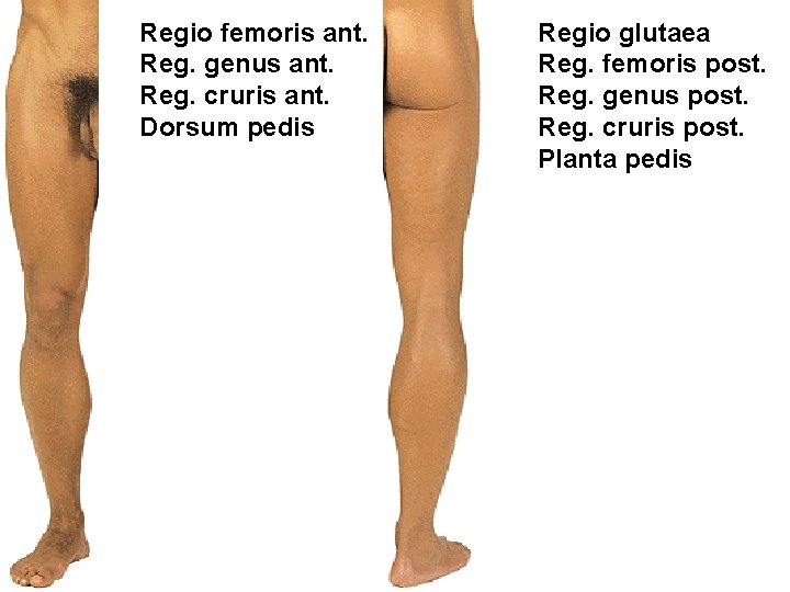 Regio femoris ant. Reg. genus ant. Reg. cruris ant. Dorsum pedis Regio glutaea Reg.