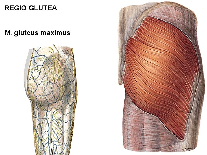 REGIO GLUTEA M. gluteus maximus 