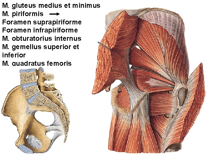 M. gluteus medius et minimus M. piriformis Foramen suprapiriforme Foramen infrapiriforme M. obturatorius internus