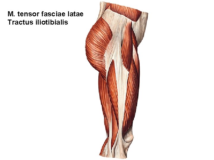 M. tensor fasciae latae Tractus iliotibialis 