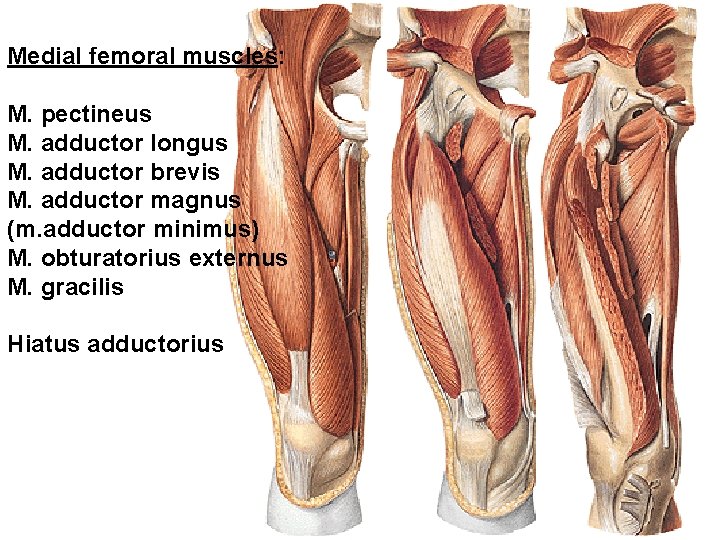 Medial femoral muscles: M. pectineus M. adductor longus M. adductor brevis M. adductor magnus