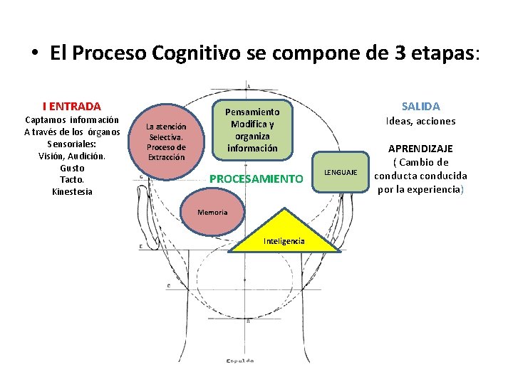  • El Proceso Cognitivo se compone de 3 etapas: I ENTRADA Captamos información