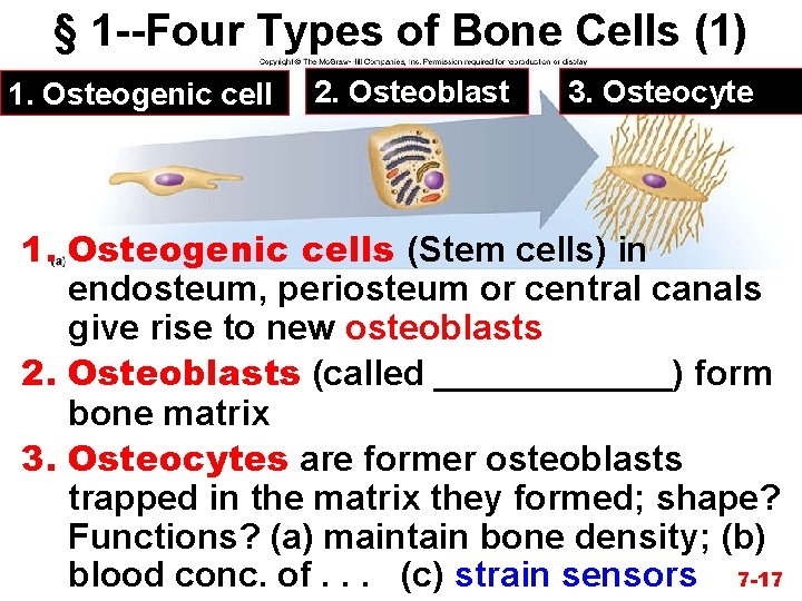 § 1 --Four Types of Bone Cells (1) 1. Osteogenic cell 2. Osteoblast 3.