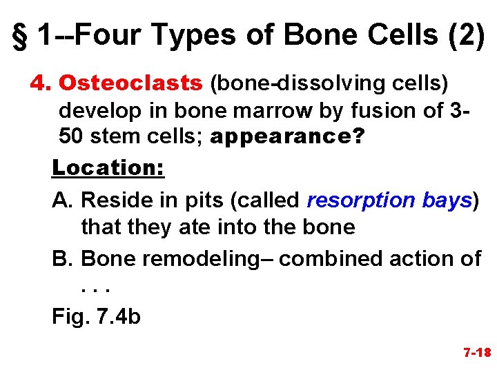 § 1 --Four Types of Bone Cells (2) 4. Osteoclasts (bone-dissolving cells) develop in
