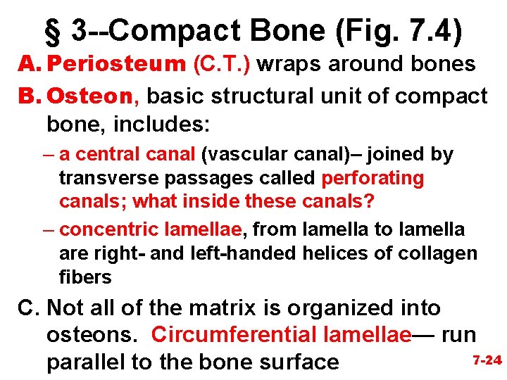 § 3 --Compact Bone (Fig. 7. 4) A. Periosteum (C. T. ) wraps around