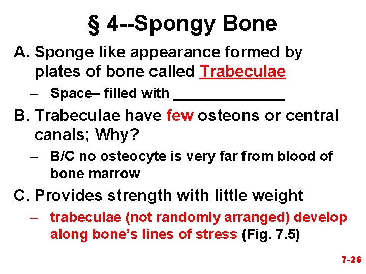 § 4 --Spongy Bone A. Sponge like appearance formed by plates of bone called