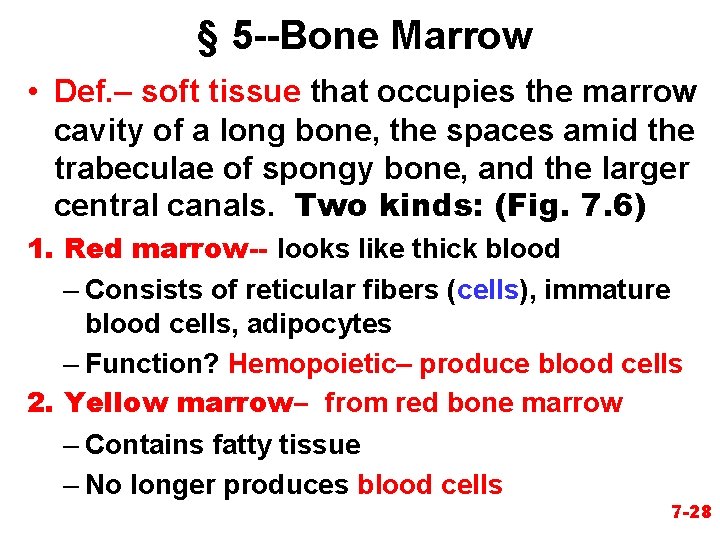 § 5 --Bone Marrow • Def. – soft tissue that occupies the marrow cavity