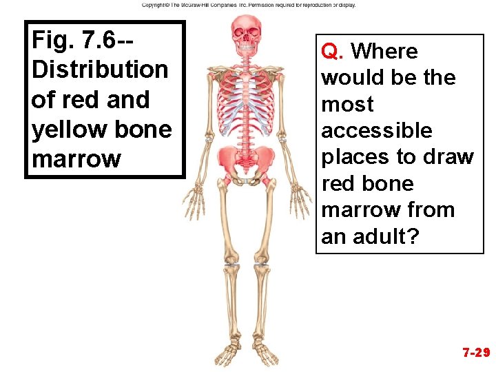 Fig. 7. 6 -Distribution of red and yellow bone marrow Figure 7. 7 Q.