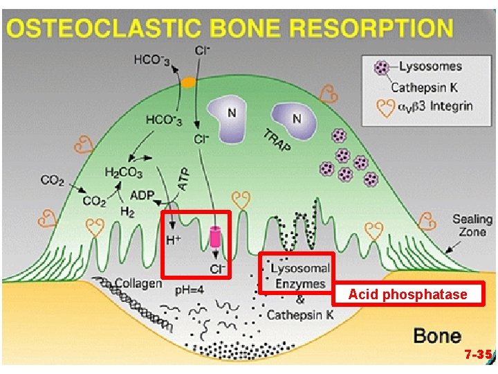 Acid phosphatase 7 -35 