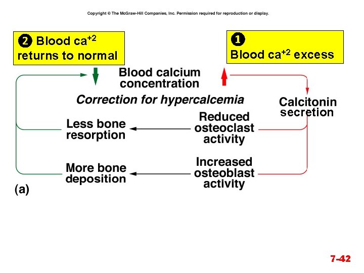 ❷ Blood ca+2 returns to normal ❶ Blood ca+2 excess secretion 7 -42 