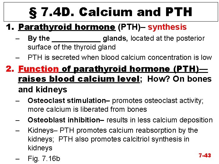 § 7. 4 D. Calcium and PTH 1. Parathyroid hormone (PTH)– synthesis – –