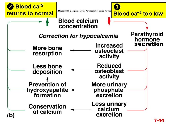 ❷ Blood ca+2 returns to normal ❶ Blood ca+2 too low secretion 7 -44