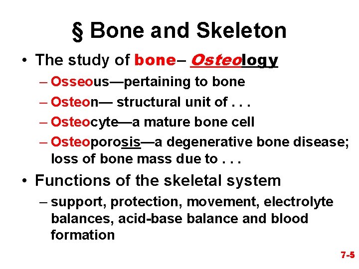 § Bone and Skeleton • The study of bone– Osteology – Osseous—pertaining to bone