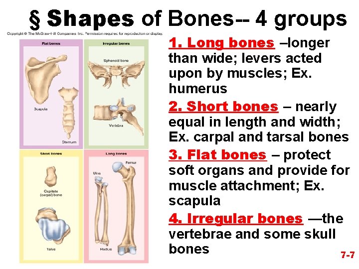 § Shapes of Bones-- 4 groups • 1. Long bones –longer than wide; levers
