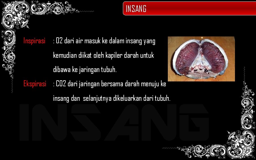 INSANG Inspirasi : O 2 dari air masuk ke dalam insang yang kemudian diikat