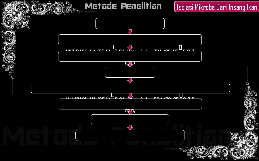 Metode Penelitian Isolasi Mikroba Dari Insang Ikan Insang ikan yang terinfeksi Tanam langsung pada