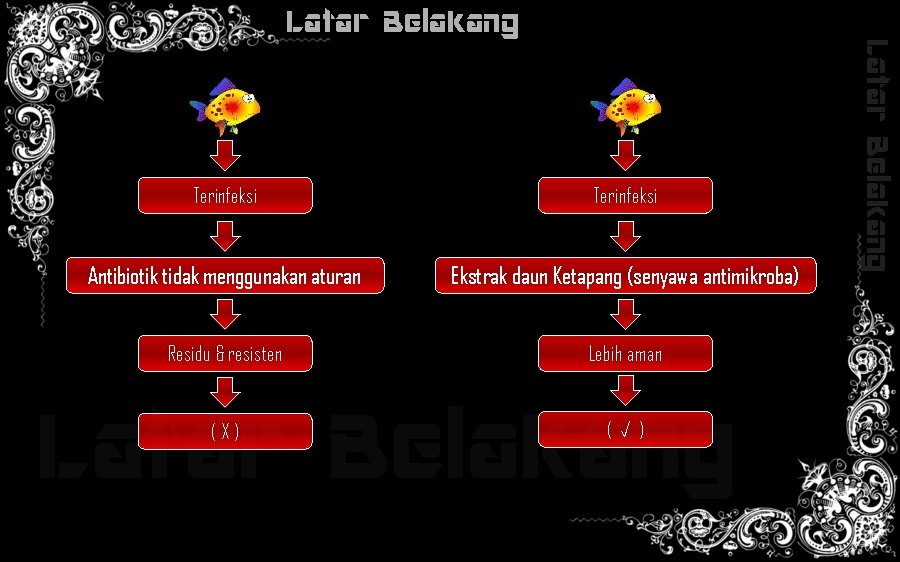 Terinfeksi Antibiotik tidak menggunakan aturan Ekstrak daun Ketapang (senyawa antimikroba) Residu & resisten Lebih