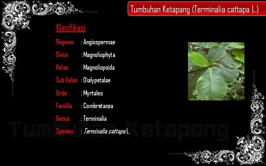 Tumbuhan Ketapang (Terminalia cattapa L. ) Klasifikasi Regnum : Angiospermae Divisi : Magnoliophyta Kelas