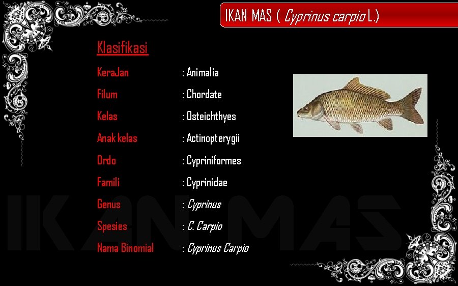 IKAN MAS ( Cyprinus carpio L. ) Klasifikasi Kera. Jan : Animalia Filum :