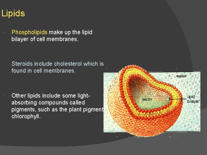 Lipids Phospholipids make up the lipid bilayer of cell membranes. Steroids include cholesterol which