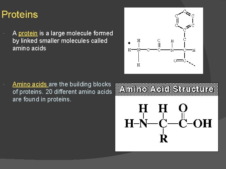 Proteins A protein is a large molecule formed by linked smaller molecules called amino