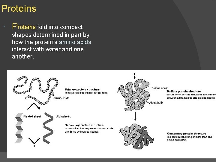 Proteins fold into compact shapes determined in part by how the protein’s amino acids