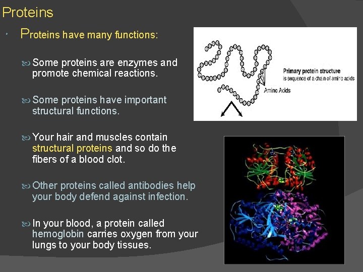 Proteins have many functions: Some proteins are enzymes and promote chemical reactions. Some proteins