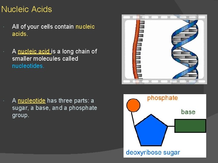 Nucleic Acids All of your cells contain nucleic acids. A nucleic acid is a